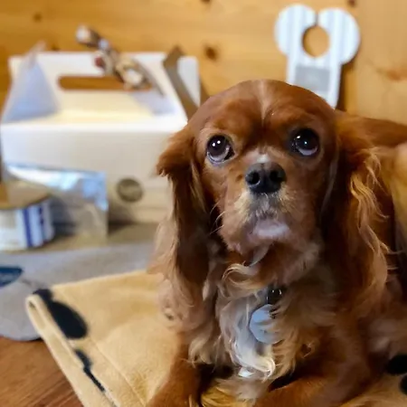 Hotel Sapia Rheinsberg