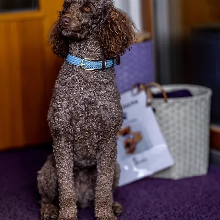 Hotel Sapia Rheinsberg Bad Säckingen